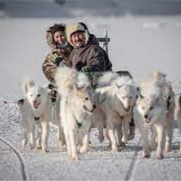 Dogsled 2 Hours